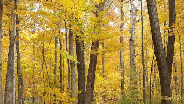 Une forêt avec de grands arbres et un sentier recouvert de feuilles mortes.