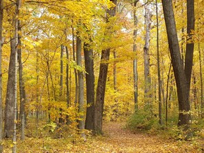 Une forêt avec de grands arbres et un sentier recouvert de feuilles mortes.