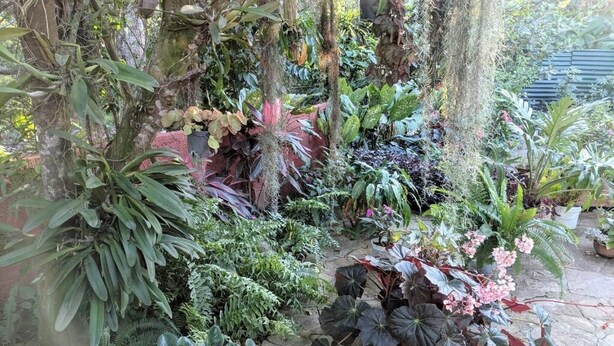 A lush garden with various plants and flowers. - Casa Mirian (Candelaria)