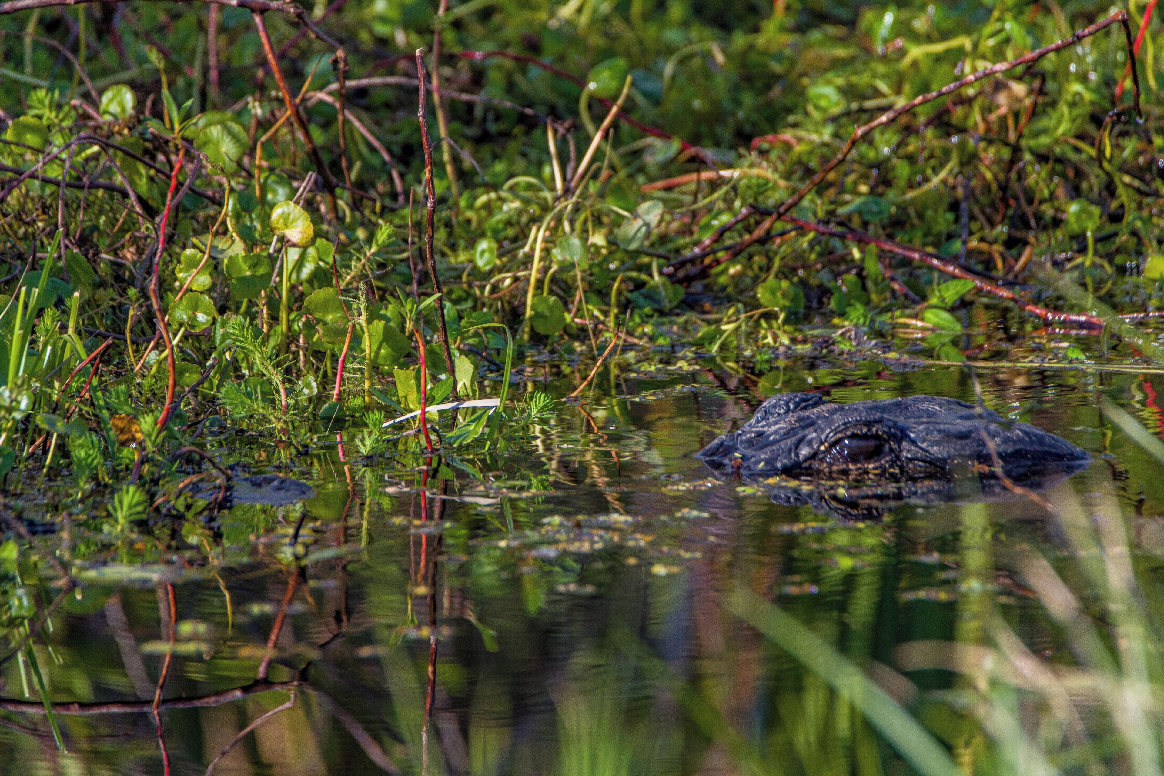 A crocodile in a natural water habitat with surrounding vegetation.