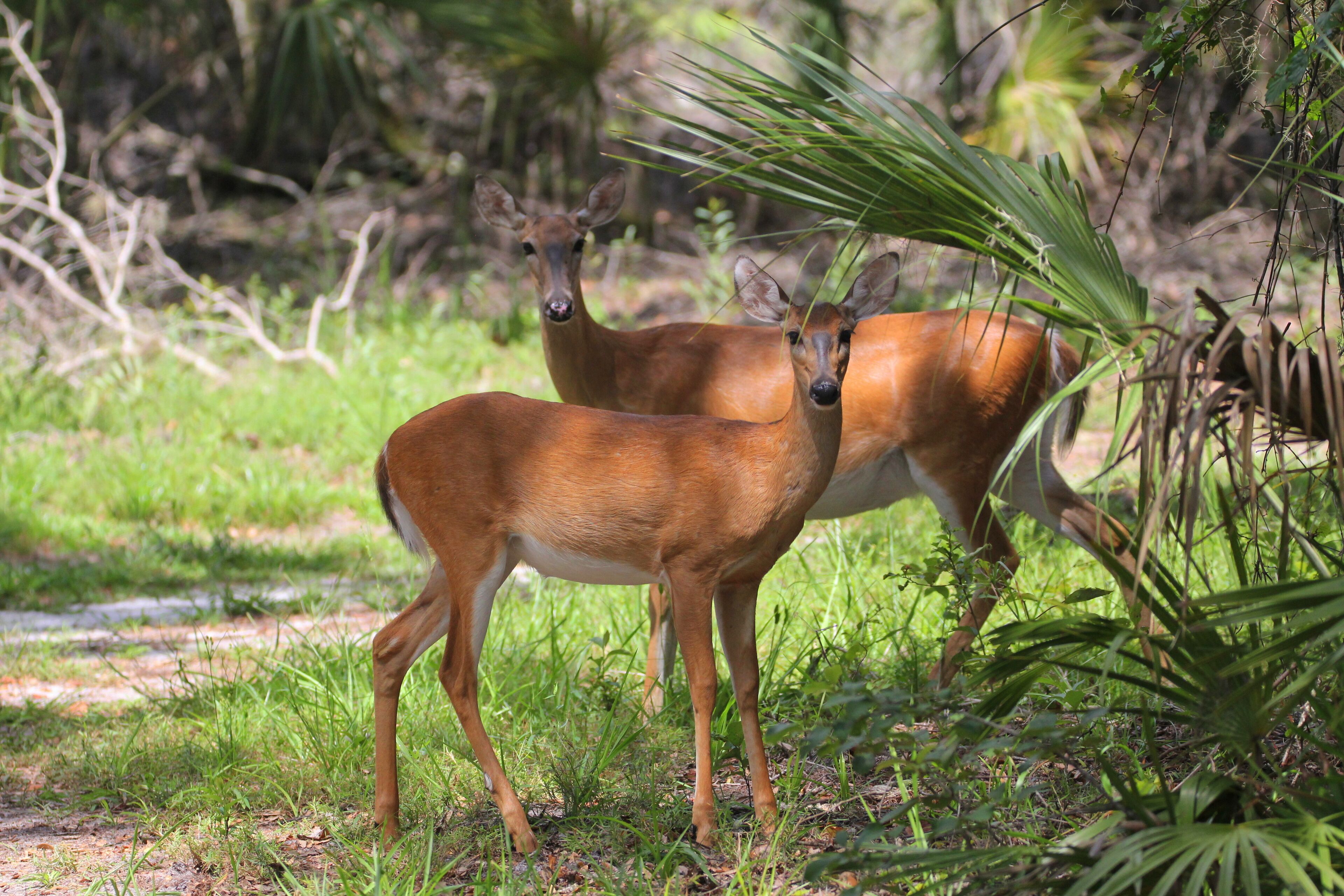 Deux cerfs dans un environnement naturel, au milieu de la verdure et des arbres.