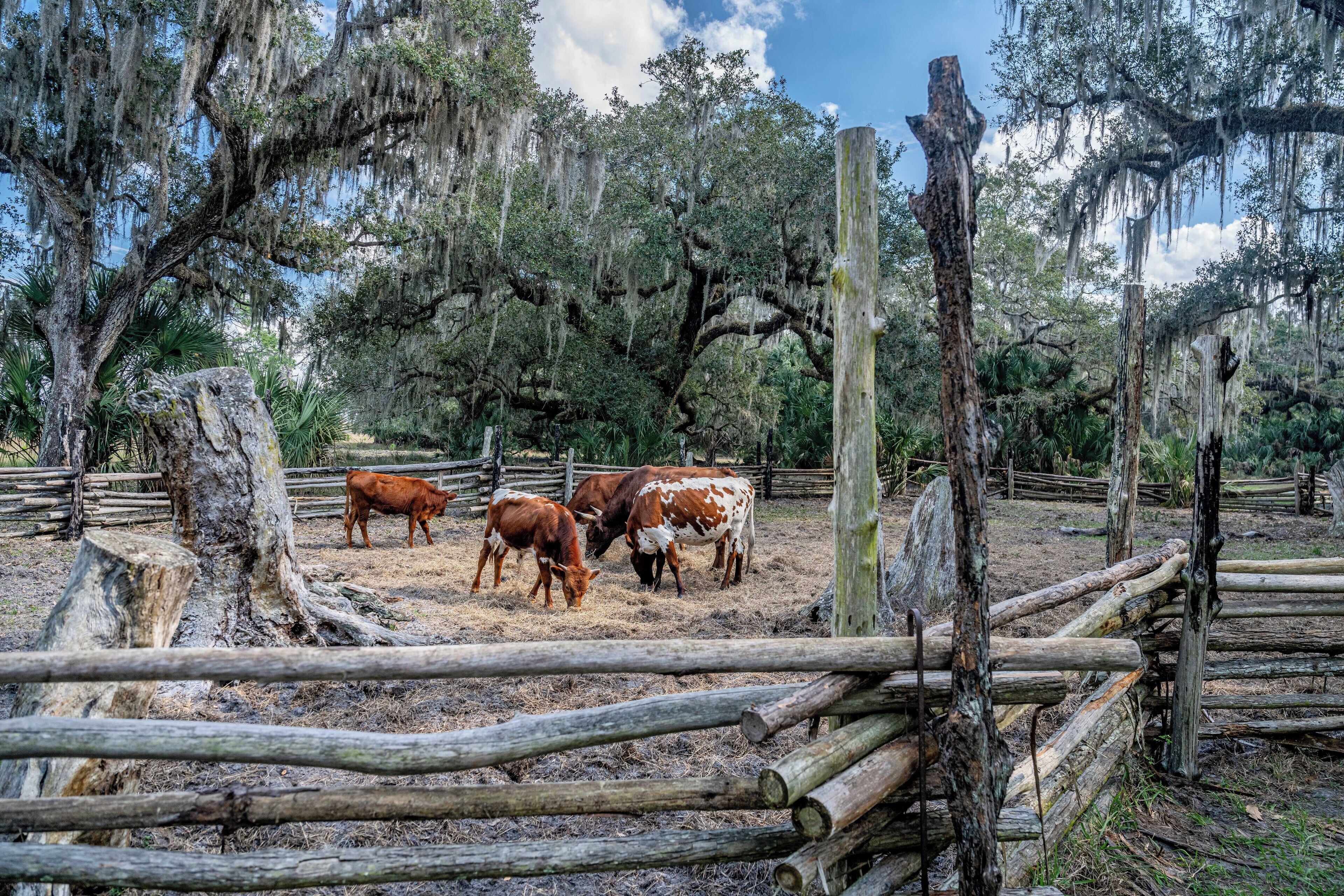 Une clôture en bois rustique entoure un pâturage où plusieurs vaches paissent.