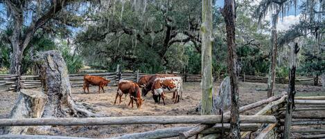 Une clôture en bois rustique entoure un pâturage où plusieurs vaches paissent.