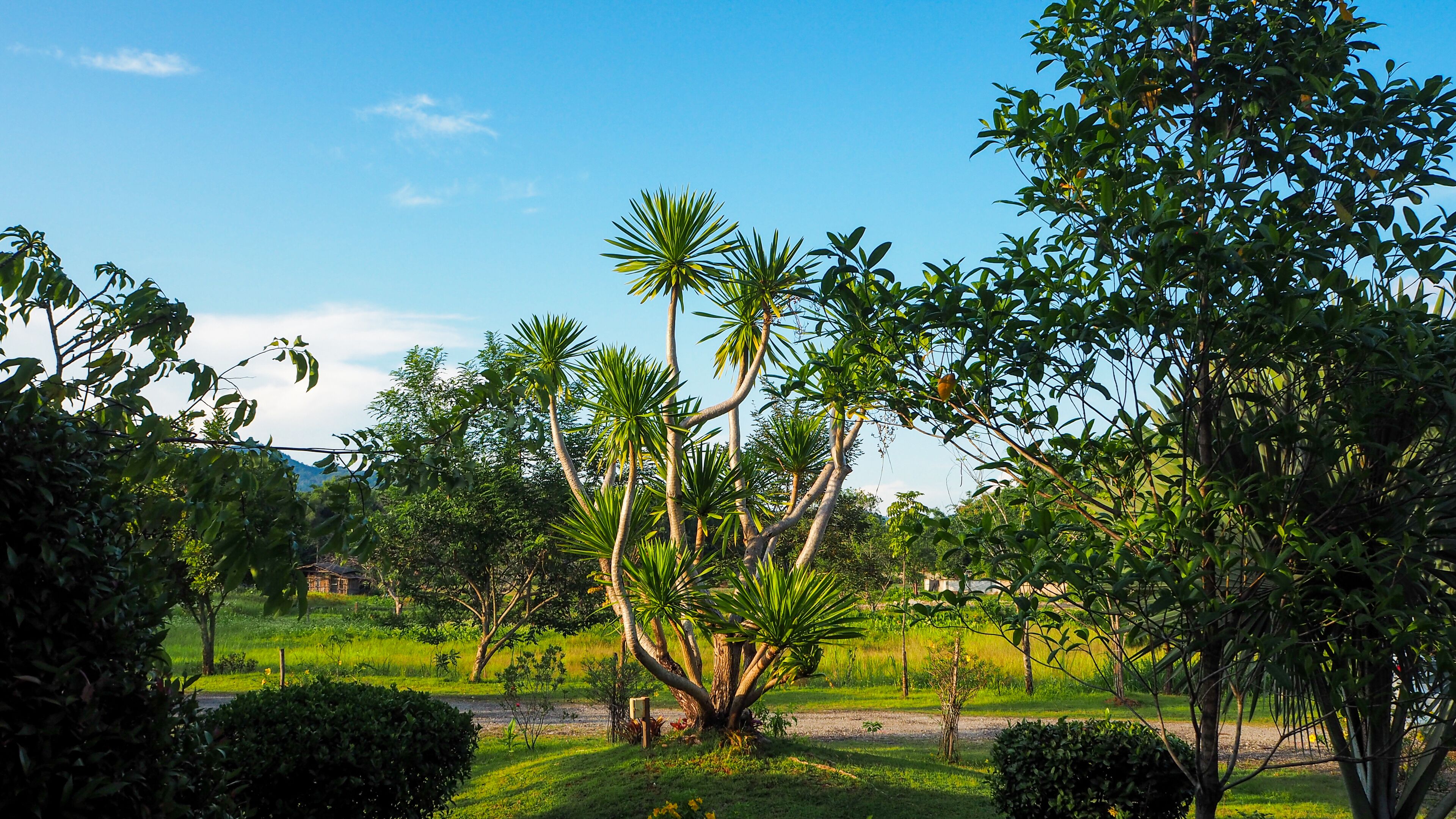 deluxe room, 1 king bed | view from room