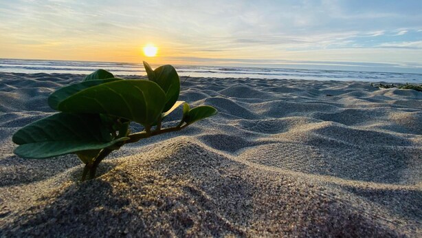 Barracas de praia de cortesia, espreguiçadeiras 