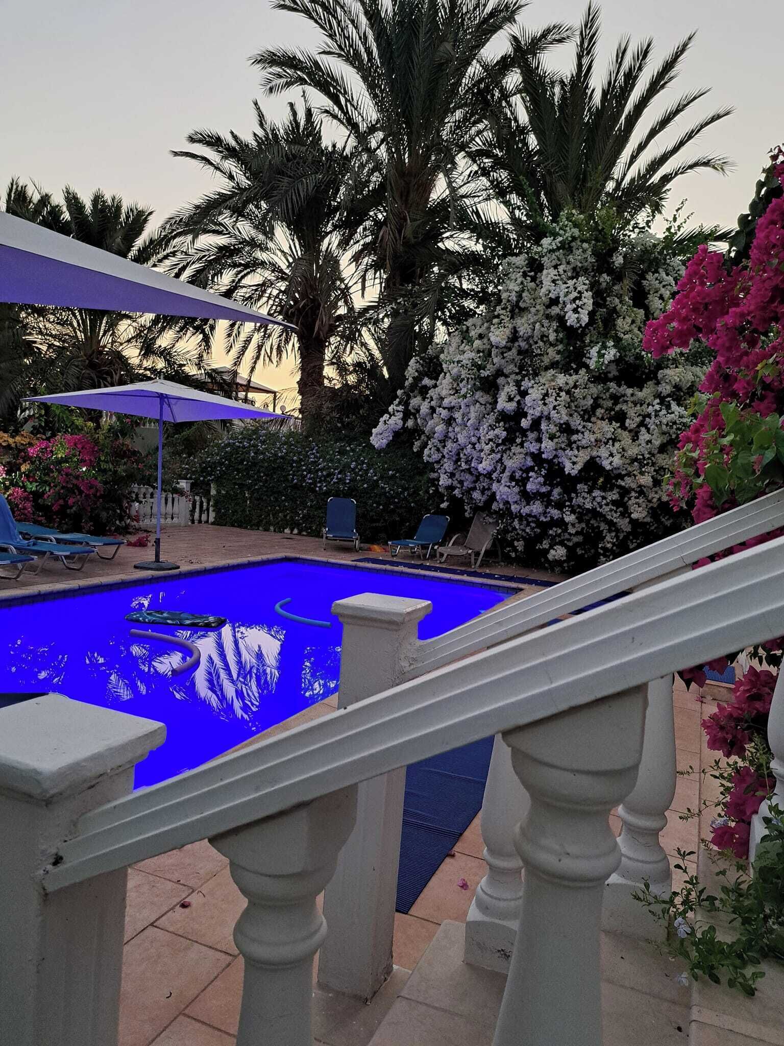 Ein Swimmingpool mit blauer Färbung, umgeben von Palmen und blühenden Pflanzen.