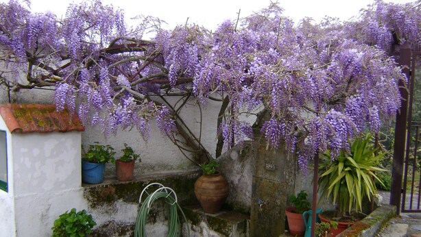 A garden with purple wisteria vines, potted plants, and a stone wall. - Pretty holiday cottage with private pool, fantastic views sleeps 6, Arganil 7kms (Arganil)