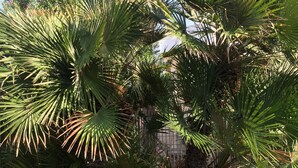 A garden with various plants, including palm trees and purple flowers, with a rocky ground and a metal fence in the background. - Palese Profumo di Mare (Bari)