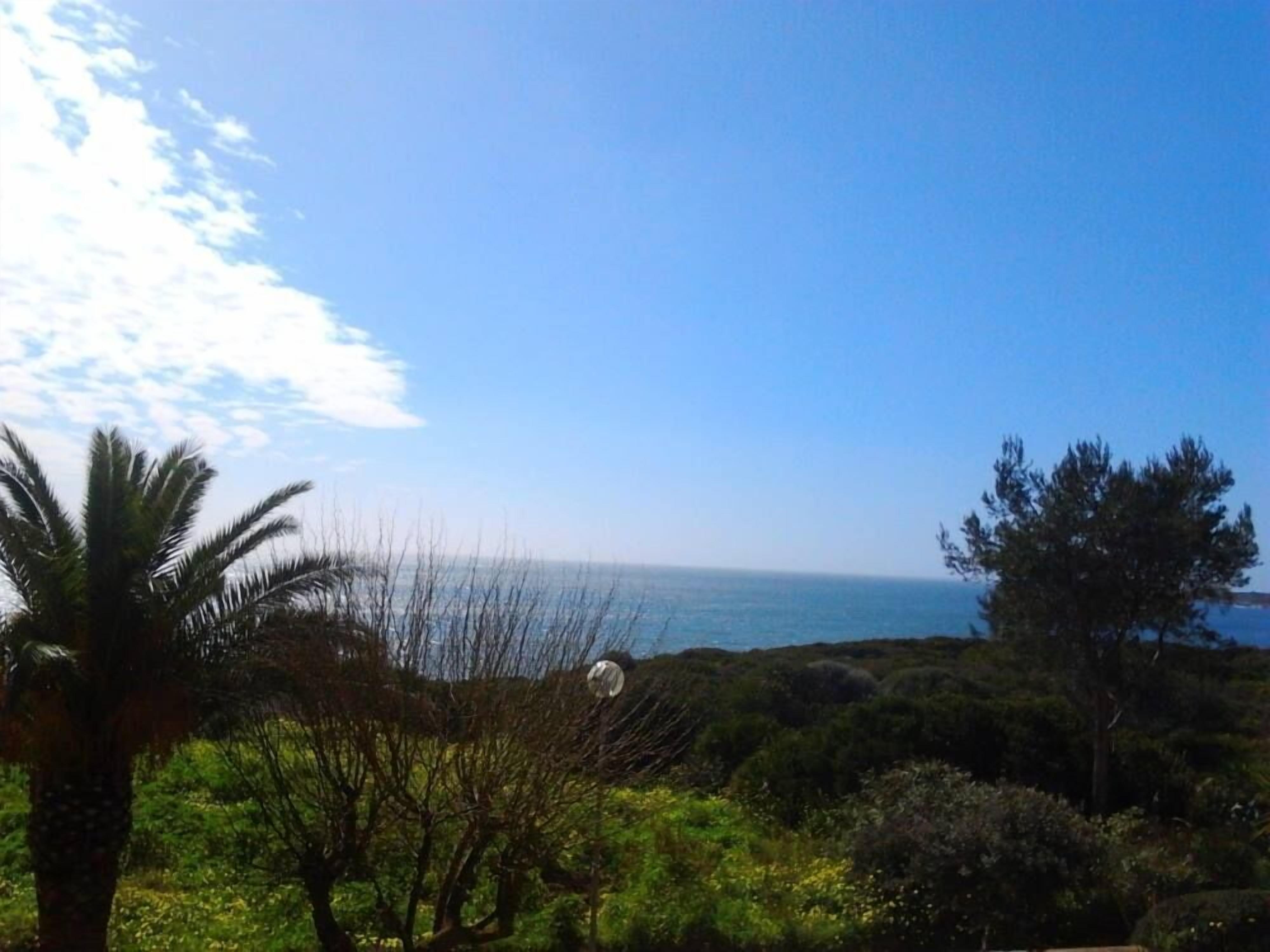 A coastal landscape with a clear sky, palm trees, and dense shrubbery.