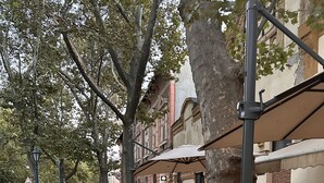 Un sendero pavimentado bordeado de macizos de flores y árboles, que conduce a zonas de estar al aire libre con mesas y sillas.