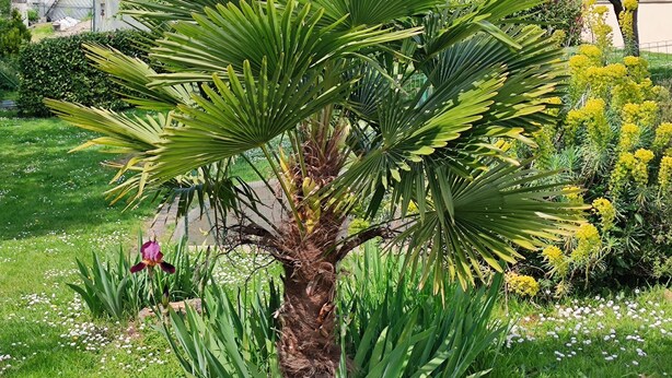 Ein Garten mit einer Palme, einer rosa Blüte und gelben Blüten.