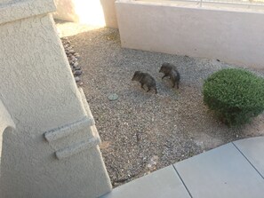 Property grounds - Well appointed condominium with a gorgeous view (Tucson)