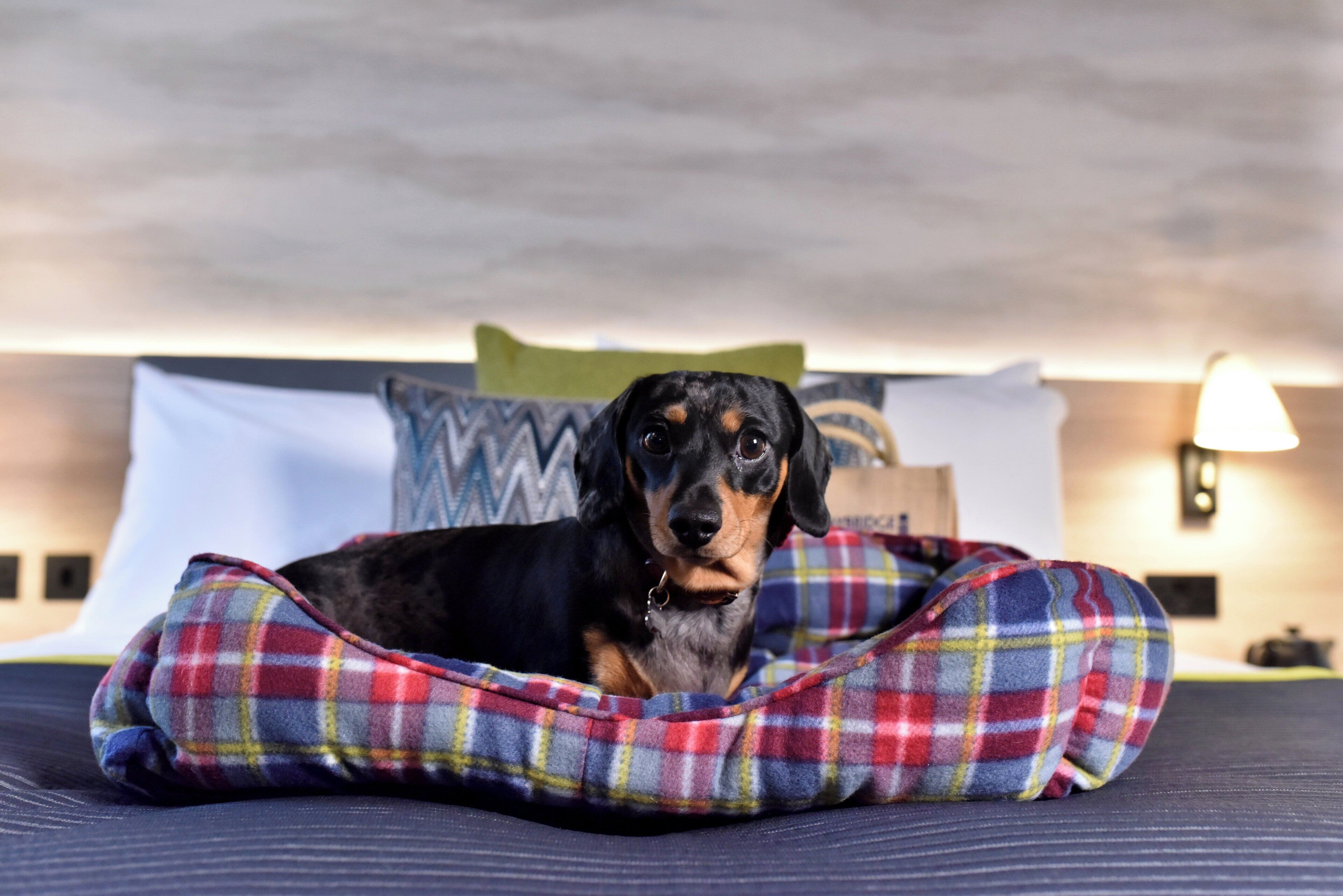 A dog lying in a plaid-patterned bed in a hotel room with a bedspread and pillows in the background.
