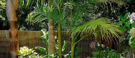 A wooden deck with a bench, surrounded by lush greenery including palm trees and various plants.