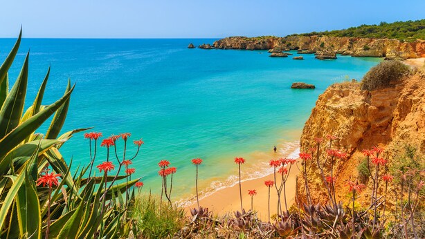 A coastal landscape with clear turquoise waters, rocky cliffs, and red flowers in the foreground. - Luxury villa with private swimming pool near Carvoeiro (Carvoeiro)