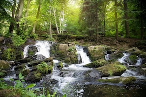 A forested area with a small waterfall cascading over rocks.