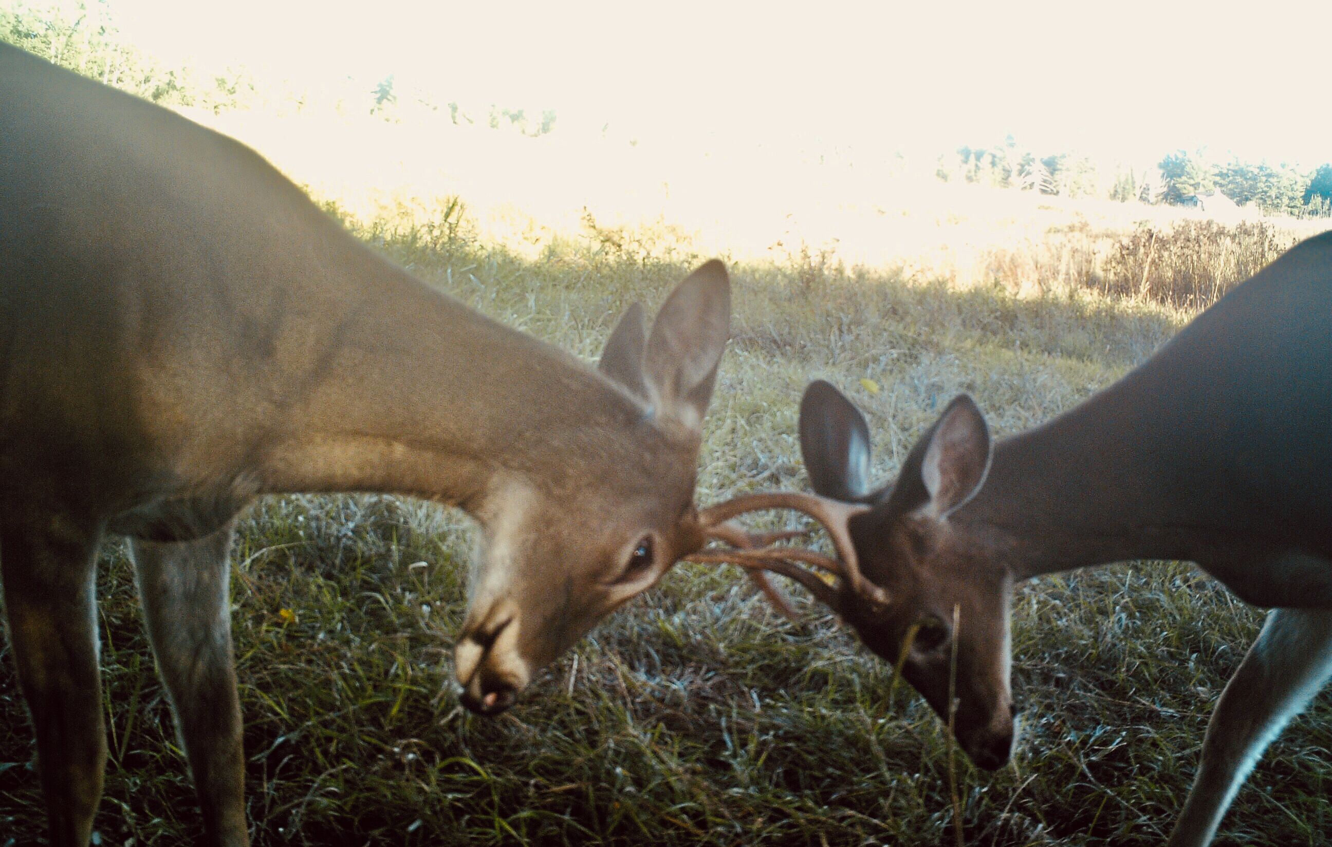Deux cerfs dans un champ d’herbe.