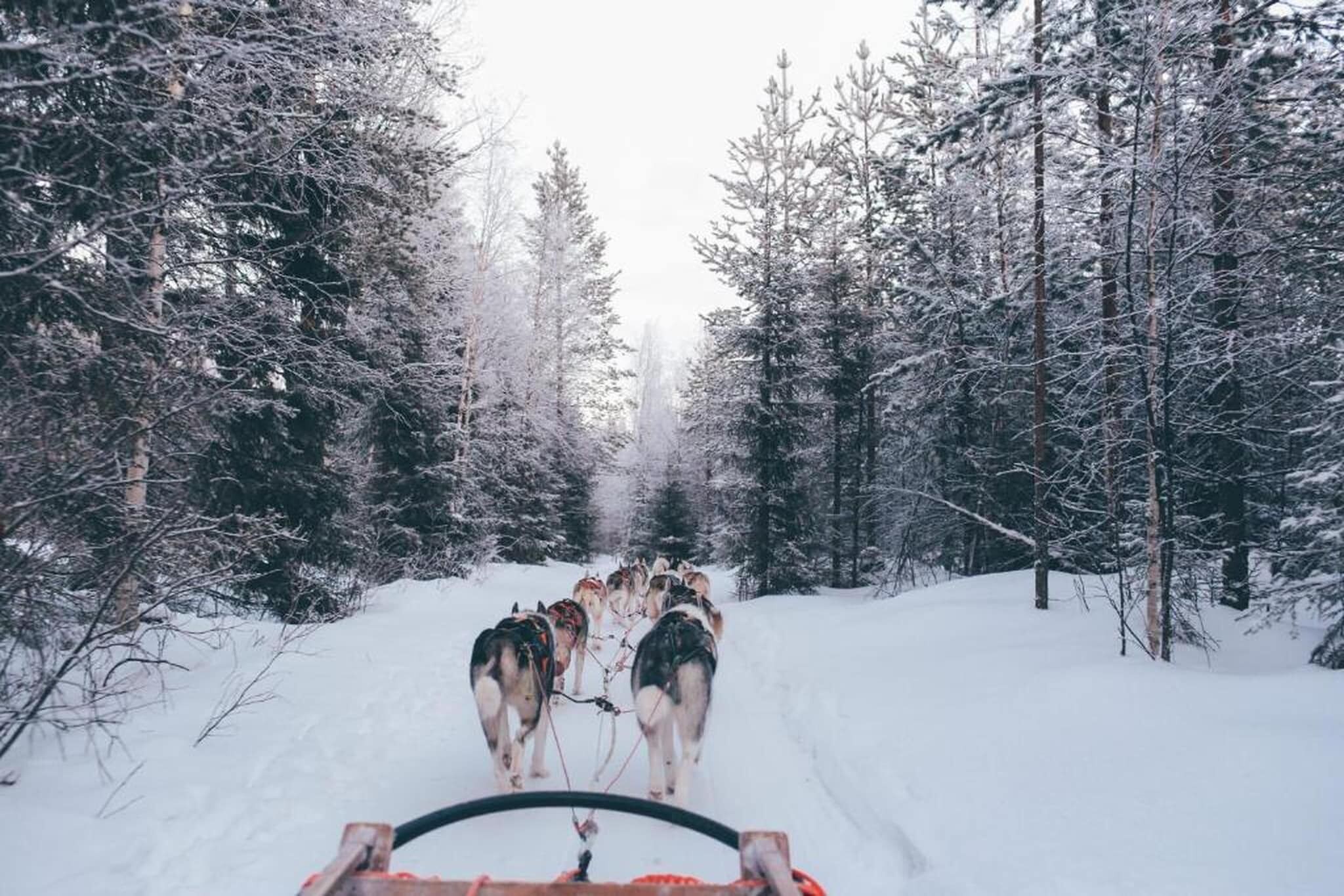 Uma trilha nevada na floresta, com um trenó puxado por cães.