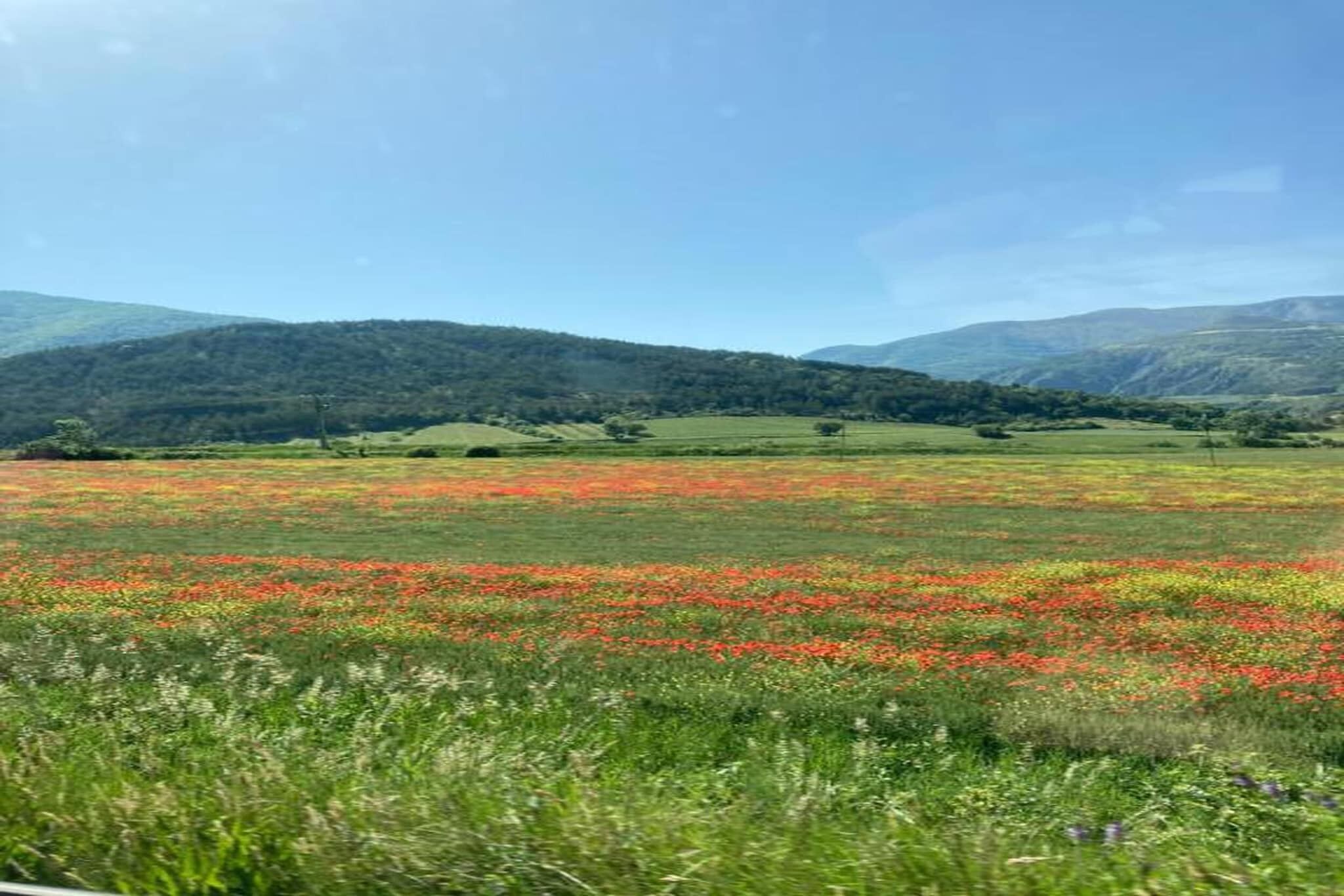 A field with wildflowers and a mountain range in the background.