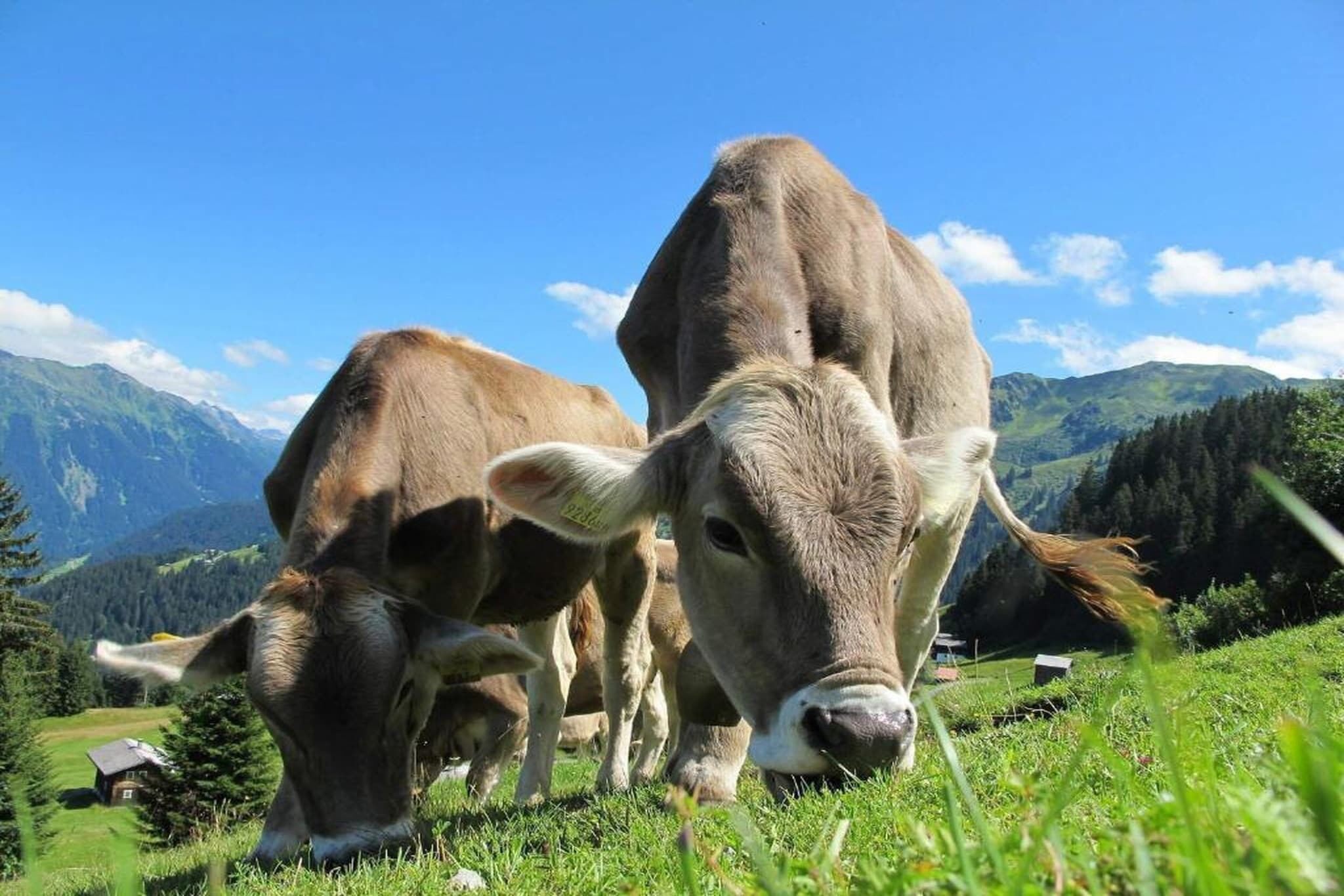 Two cows grazing in a grassy field with mountains in the background.