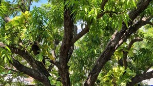 Un árbol de tronco grueso y follaje denso, rodeado por un jardín con diversas plantas y una estructura blanca con base azul.