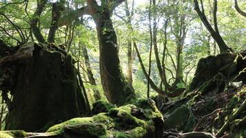 A dense forest with moss-covered rocks and trees.