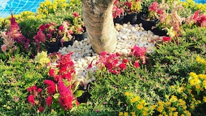 A tree surrounded by colorful flowers and pebbles by a pool. - Brand new resort close to beach at Pratumnak Hill (Pattaya City)
