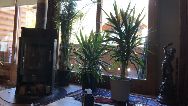 Une pièce chaleureuse avec un poêle à bois, des plantes en pot et une statue.