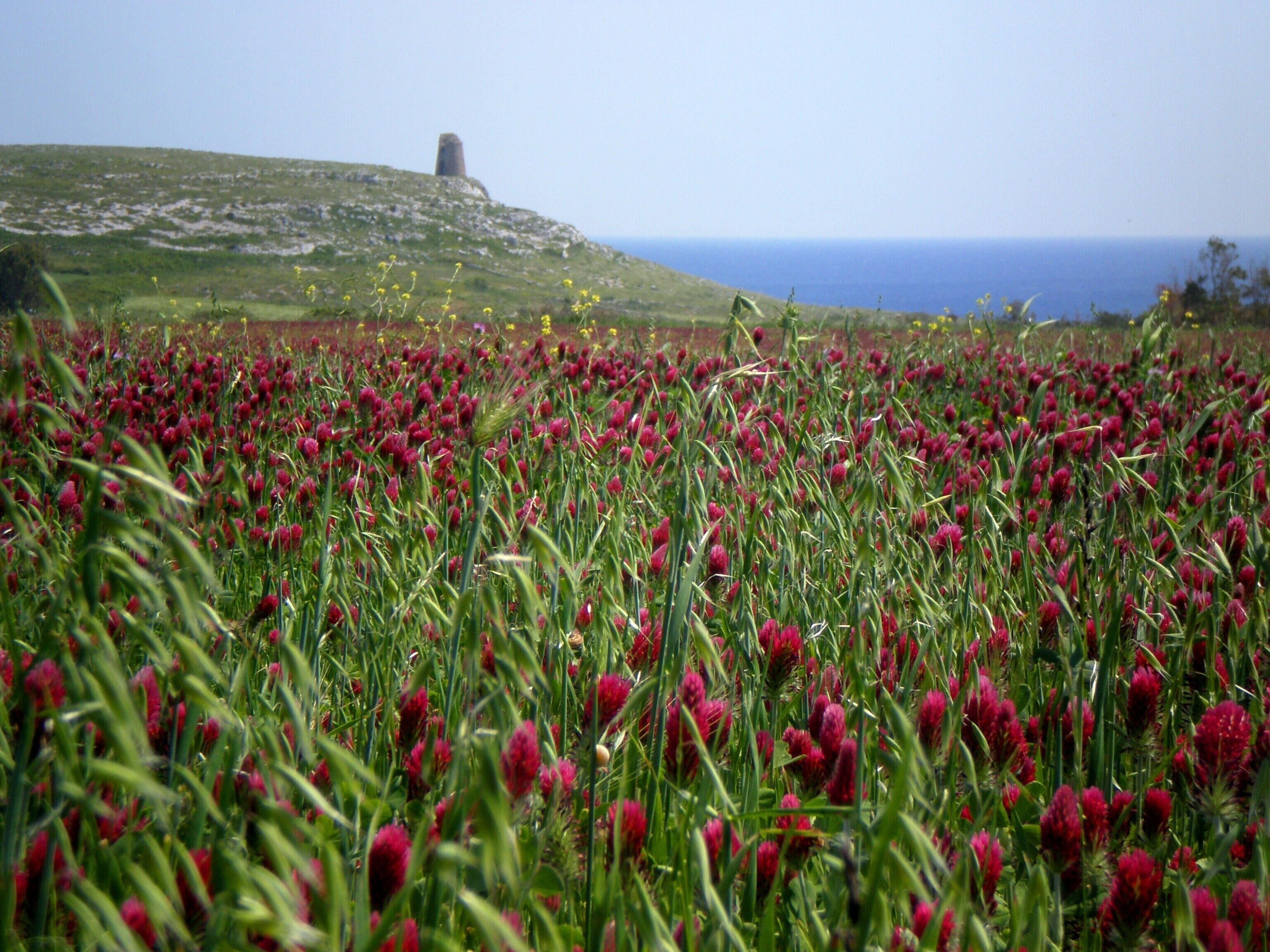 Ein Feld mit roten Blüten, im Hintergrund Hügel und Meer.