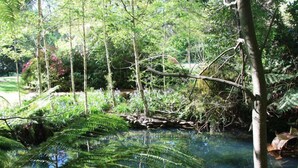 A serene pond surrounded by lush greenery and trees.