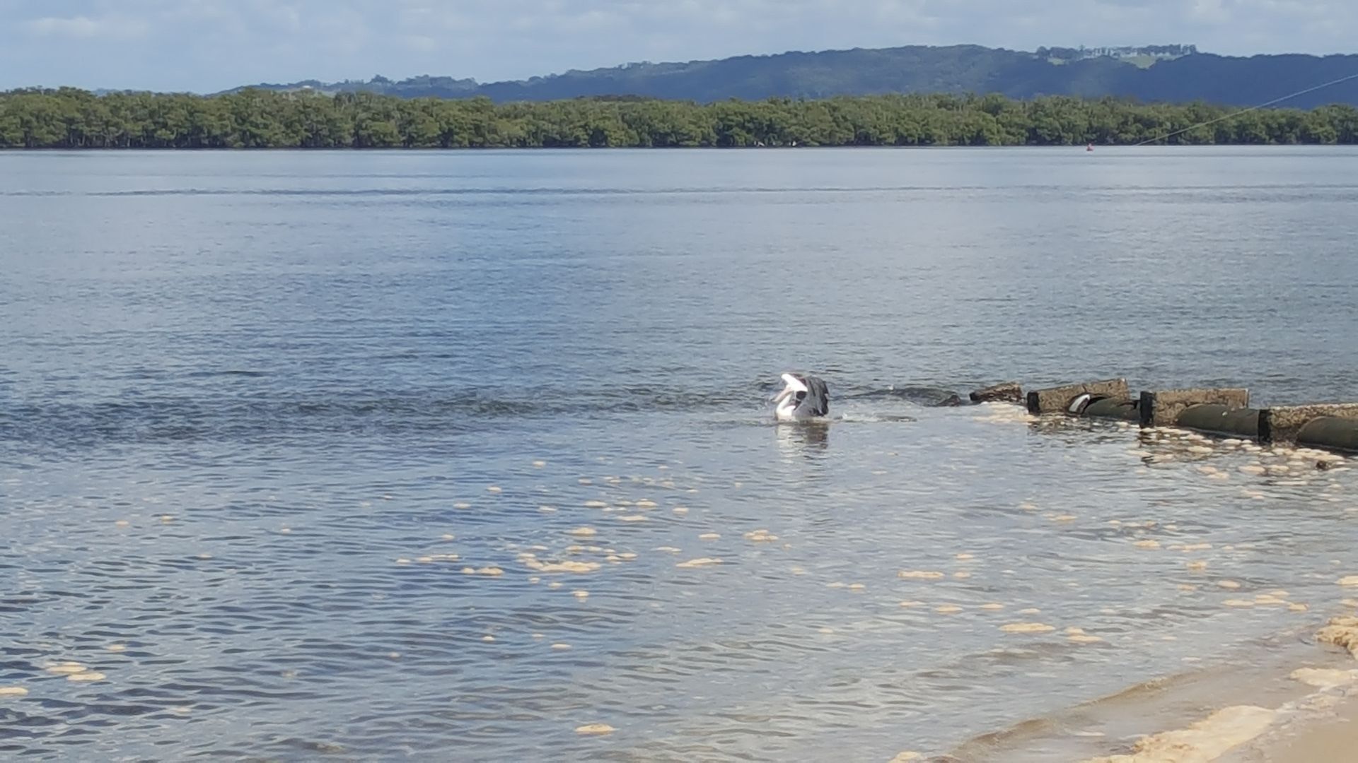 A calm lake with a bird swimming in the water and a rocky shoreline in the background.