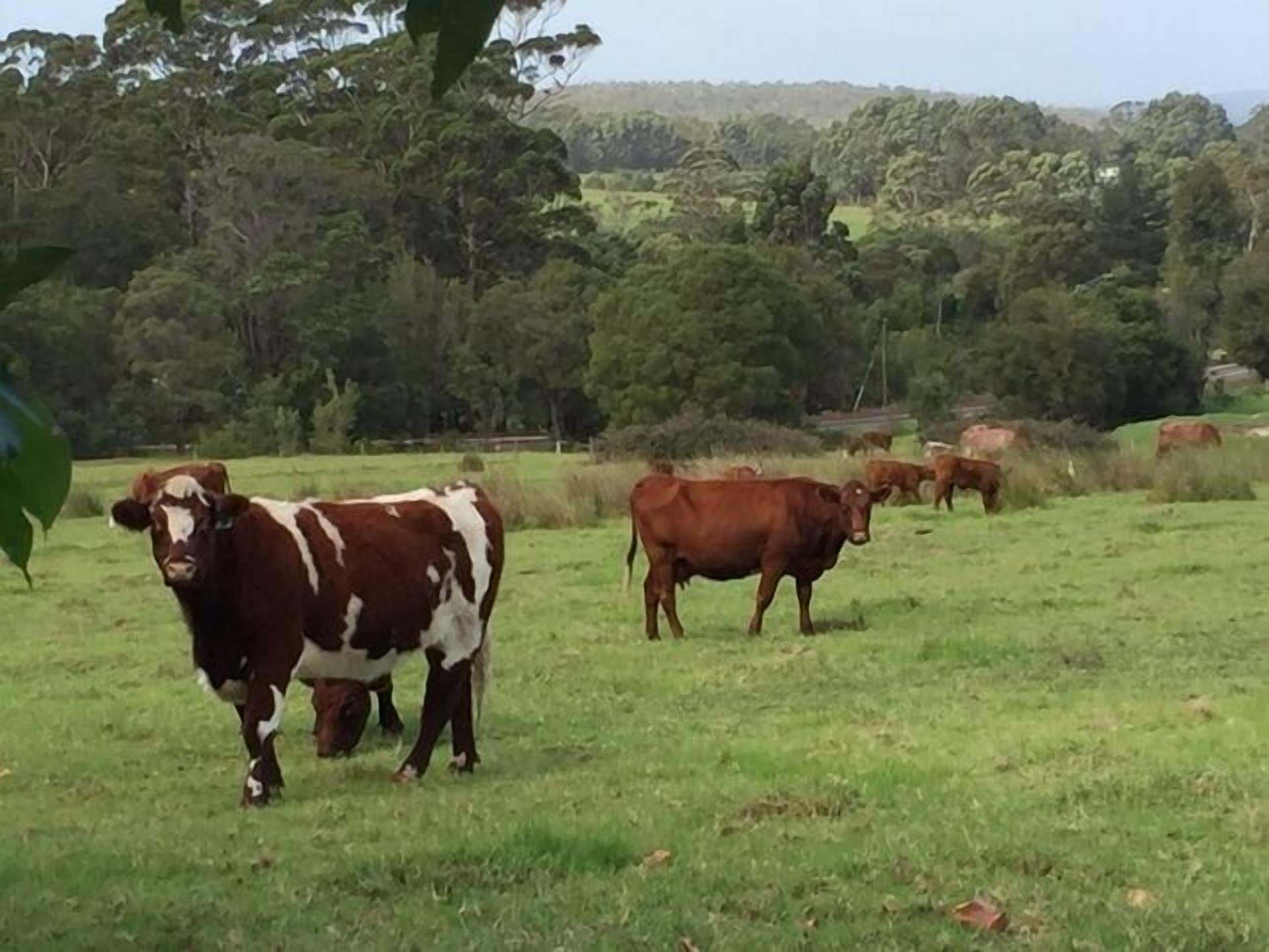 Un champ herbeux où paissent des vaches.