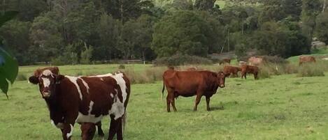 Un champ herbeux où paissent des vaches.