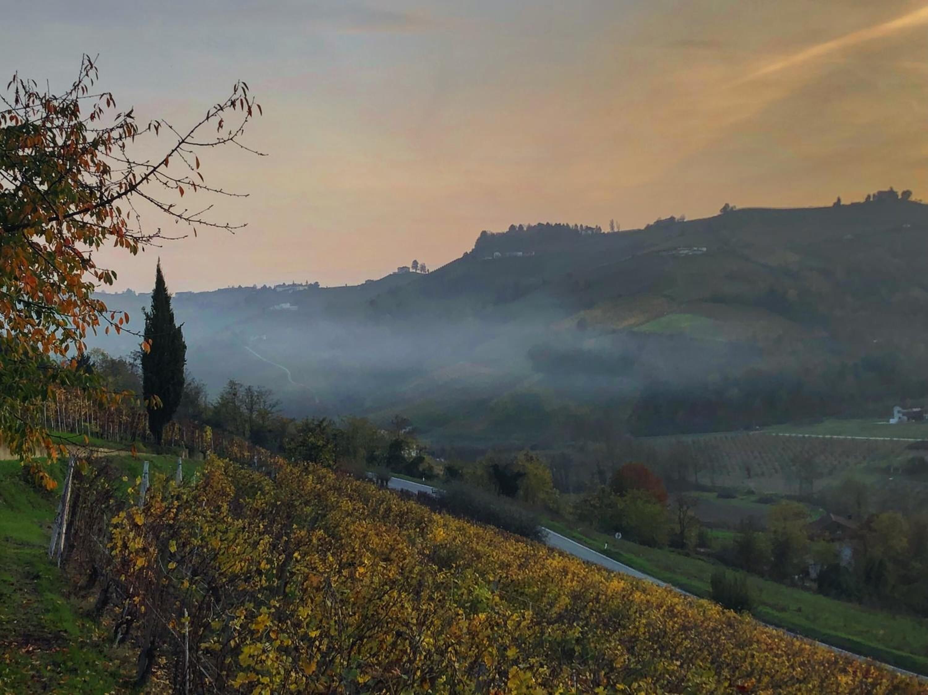 A vineyard with rows of grapevines and a road running through the landscape.