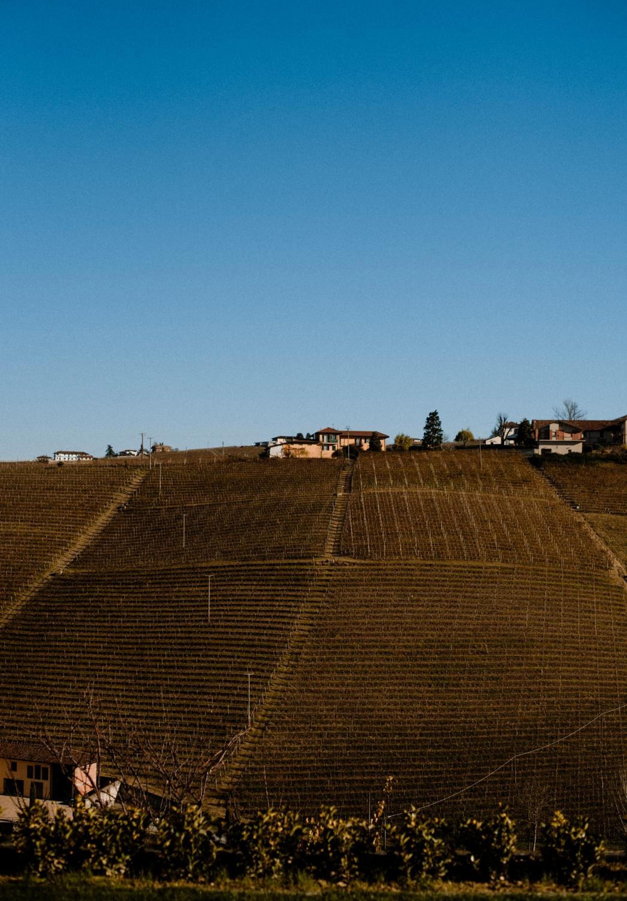 Un vigneto con filari a terrazza, alcuni edifici sulla collina e un cielo azzurro limpido.