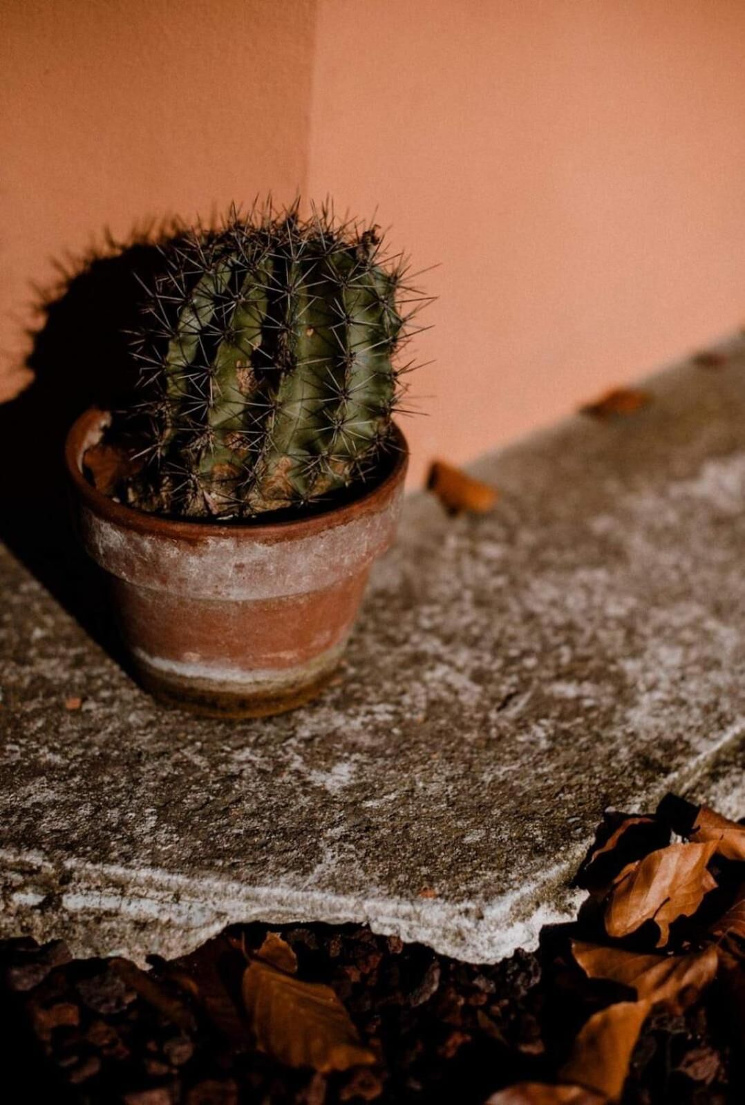 A potted cactus in a terracotta pot on a textured surface.