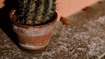 A potted cactus in a terracotta pot on a textured surface.
