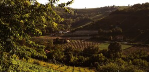 Viñedo con campos en terrazas y un edificio pequeño al fondo.