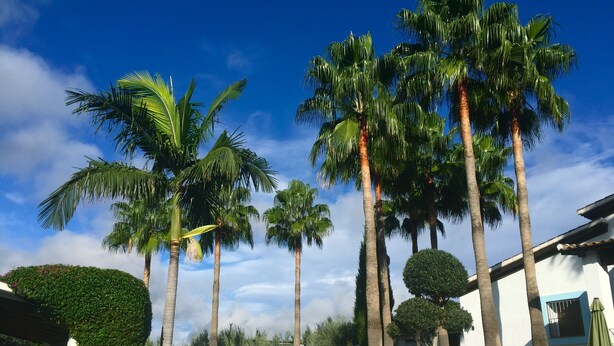 A pool area with palm trees, a neatly trimmed hedge, and a tiled lounge area.