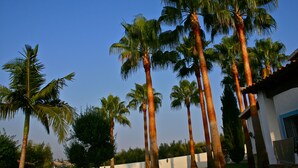 Tall palm trees against a clear blue sky.