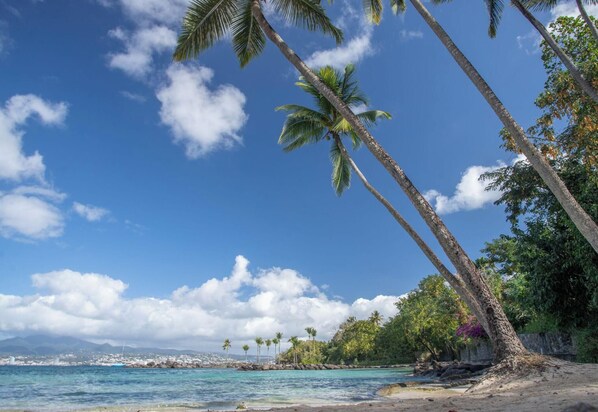 A beach with palm trees, clear blue sky, and calm sea.