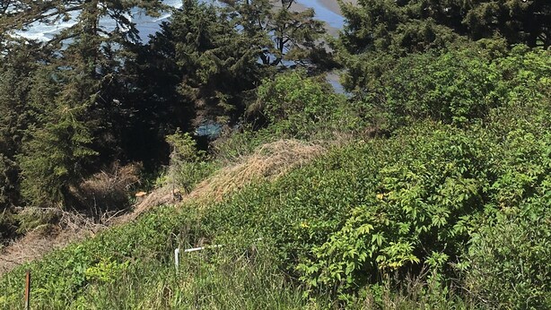 A coastal landscape with a beach, ocean waves, and dense greenery.