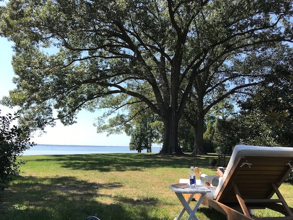 A large tree in a grassy area with a view of the sea.