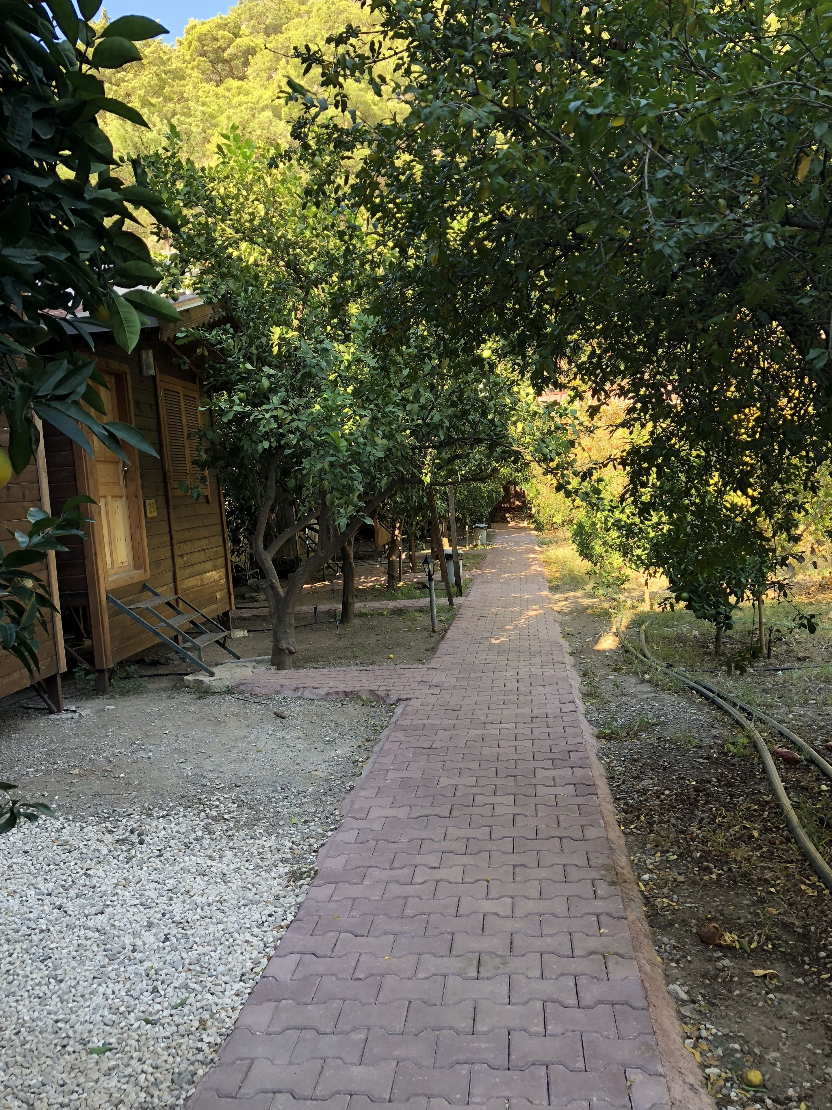 A paved pathway leading through a garden area with trees and a wooden structure.