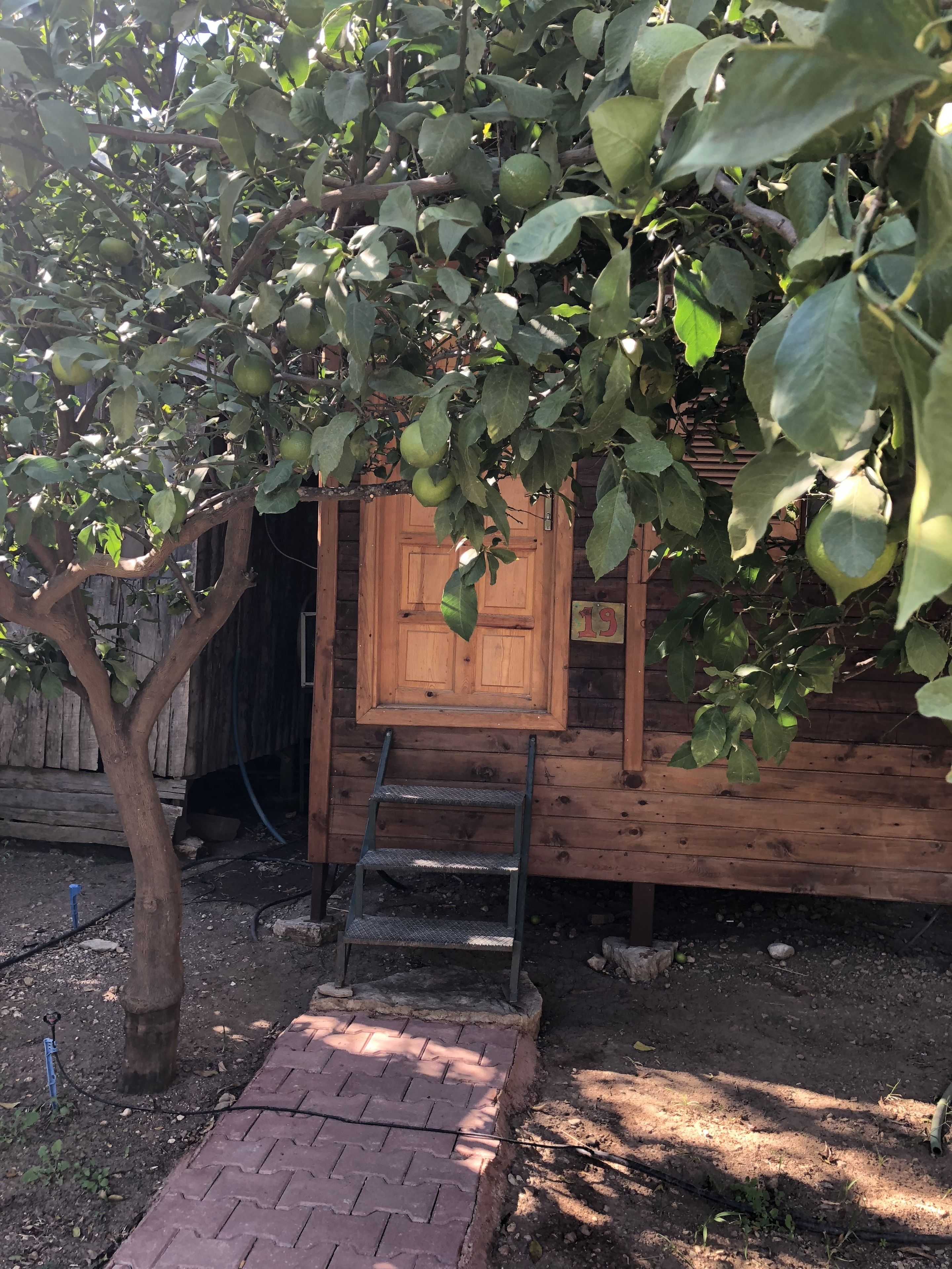 A wooden structure with a door, a ladder, and a tree with green leaves.