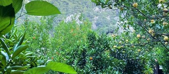 Olympos Varuna Pansiyon