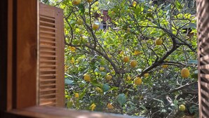 Vista a través de una ventana con marco de madera, mostrando un jardín con limoneros y una estructura de madera.