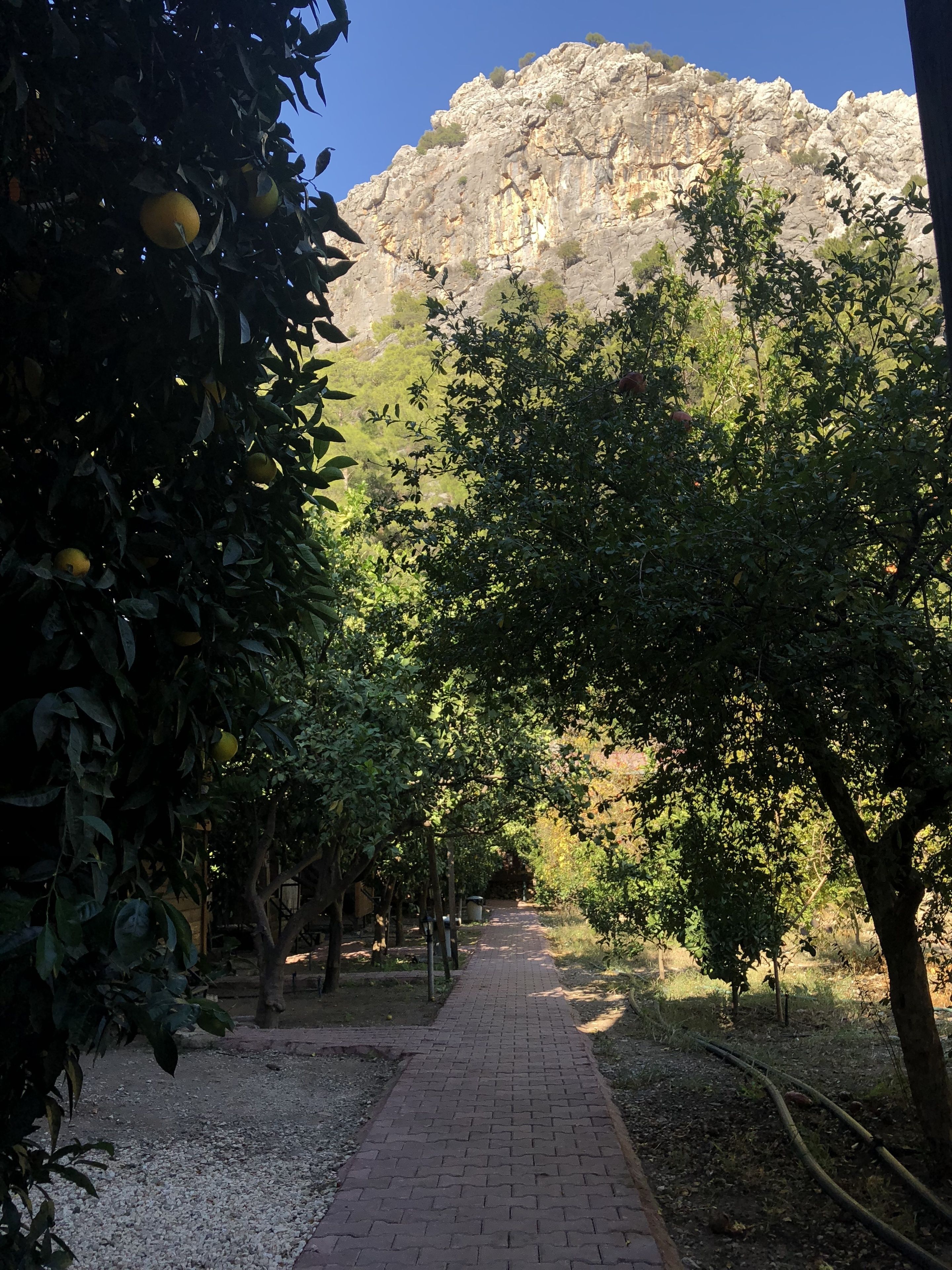 Un sendero pavimentado bordeado por árboles frutales que conduce hacia una imponente cadena montañosa.