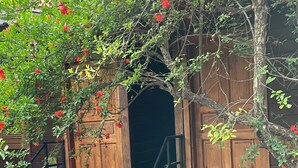 Una estructura de madera con una escalera que conduce a un interior oscuro, rodeada de follaje y flores rojas.