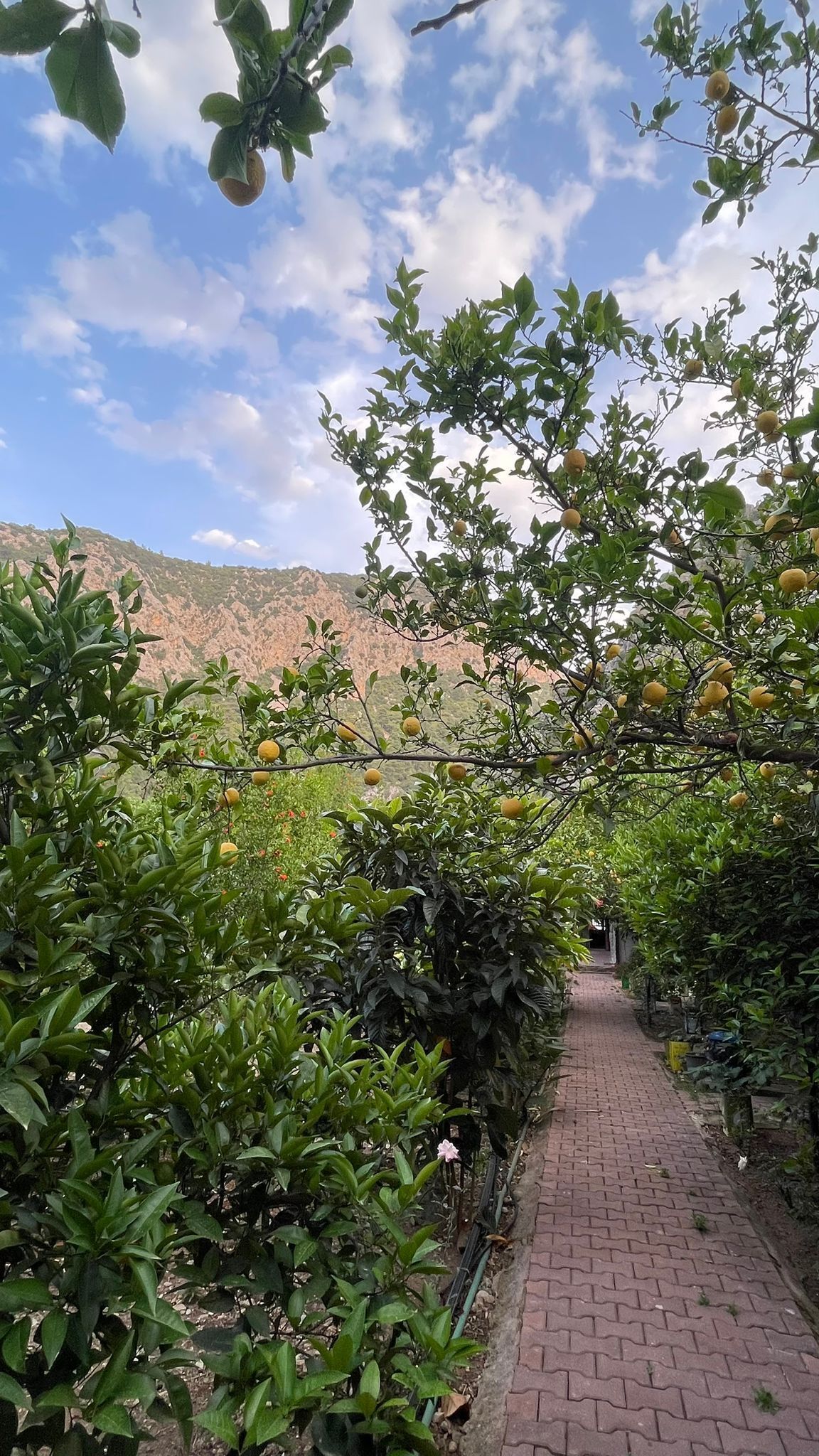 Un sendero bordeado de limoneros y un camino de ladrillos.